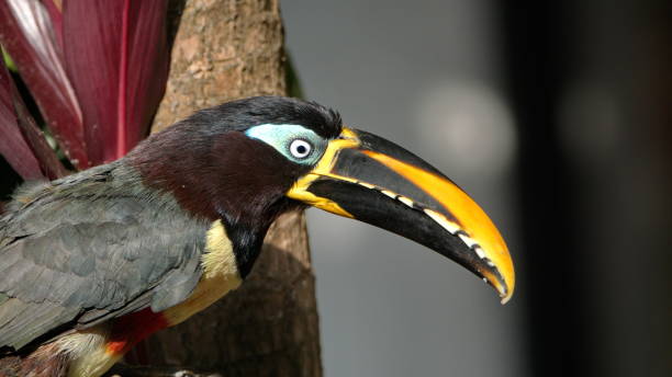 Panantukan 15 dvd set