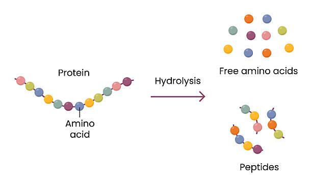 What is meant by hydrolysis
